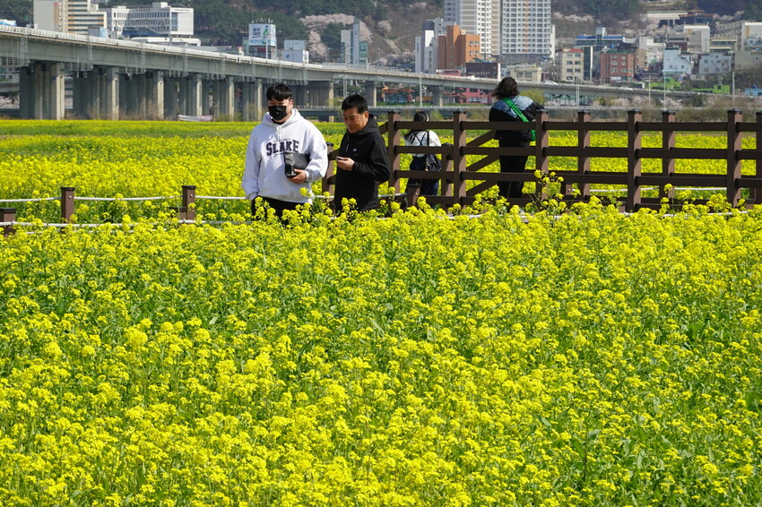 大渚生態公園櫻花 X魔王 釜山櫻花景點 同時可以拍到油菜花跟櫻花