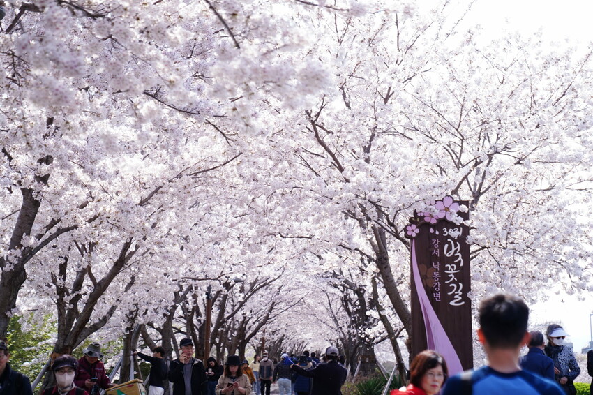 大渚生態公園櫻花 X魔王 釜山櫻花景點 同時可以拍到油菜花跟櫻花