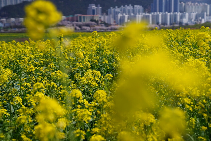 大渚生態公園櫻花 X魔王 釜山櫻花景點 同時可以拍到油菜花跟櫻花