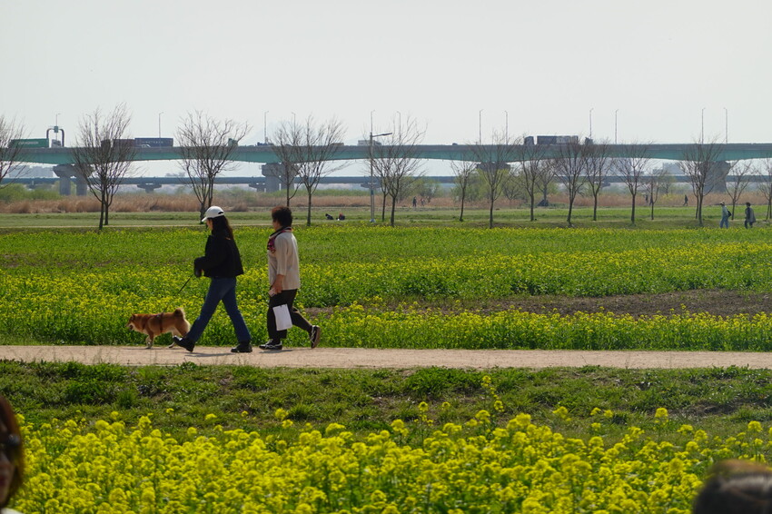 大渚生態公園櫻花 X魔王 釜山櫻花景點 同時可以拍到油菜花跟櫻花