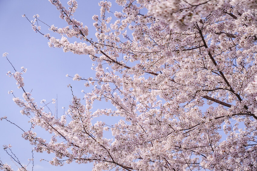 大渚生態公園櫻花 X魔王 釜山櫻花景點 同時可以拍到油菜花跟櫻花