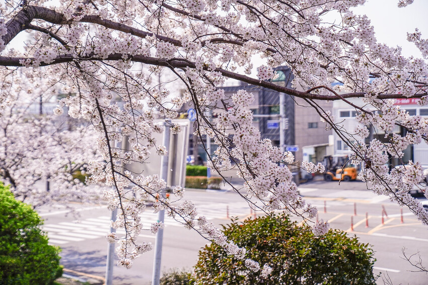 大渚生態公園櫻花 X魔王 釜山櫻花景點 同時可以拍到油菜花跟櫻花
