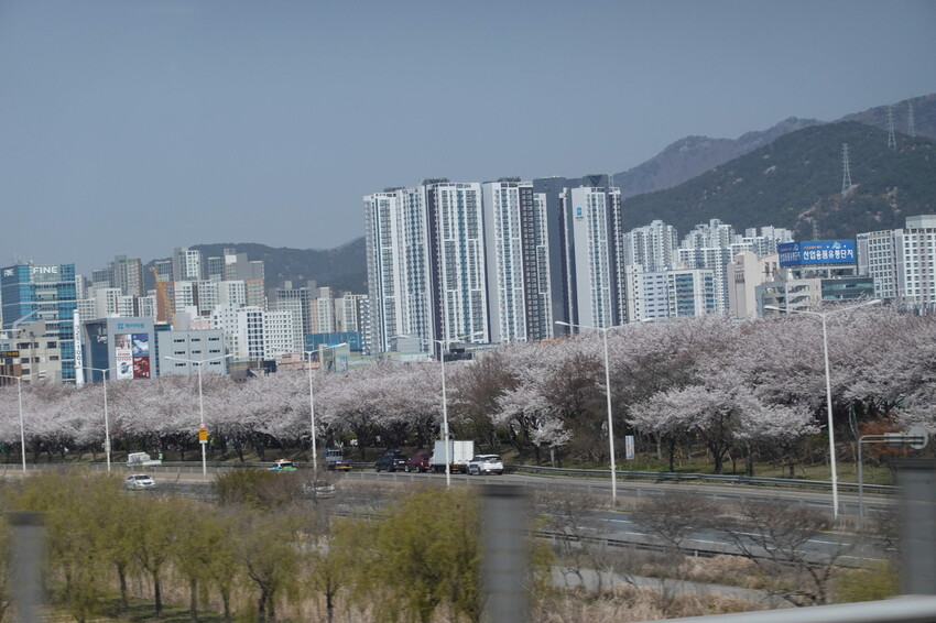 大渚生態公園櫻花 X魔王 釜山櫻花景點 同時可以拍到油菜花跟櫻花