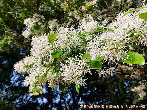 大湖紀念公園10-流蘇特寫.jpg
