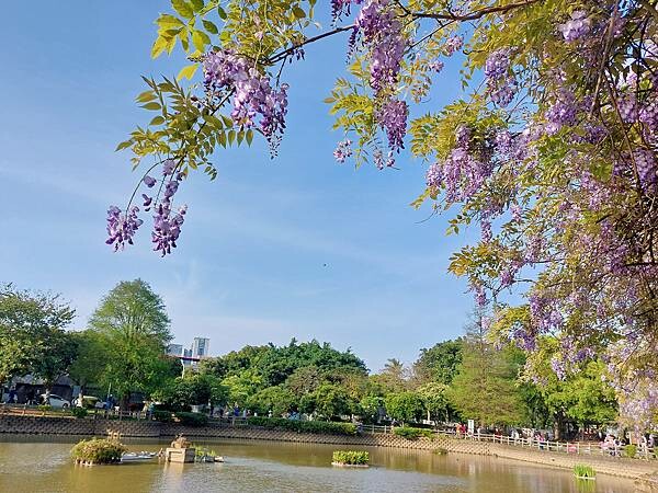 大湖紀念公園04-紫藤花與湖畔.jpg
