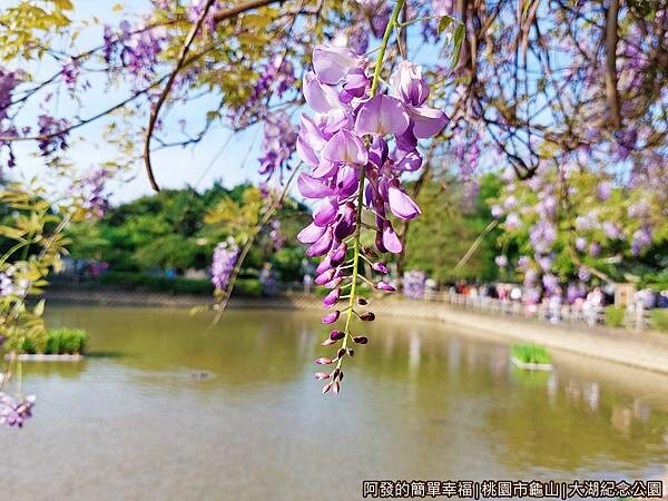 大湖紀念公園05-紫藤花特寫.jpg