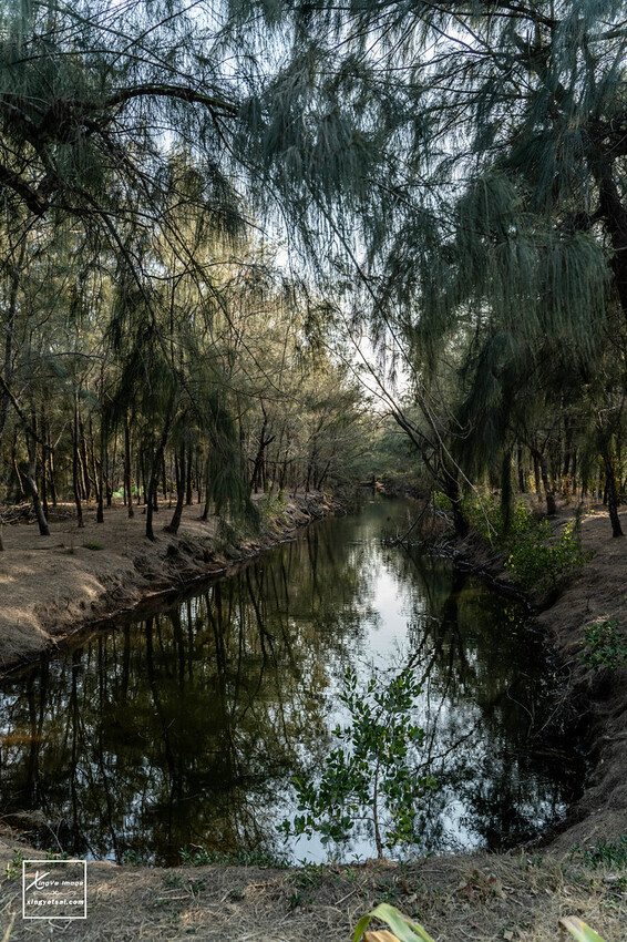 嘉義｜布袋景點【好美里水漾森林】第1920號保安林 / 夕陽的光影令人陶醉，一起深入絕美秘境吧！ | 快門下的幸福