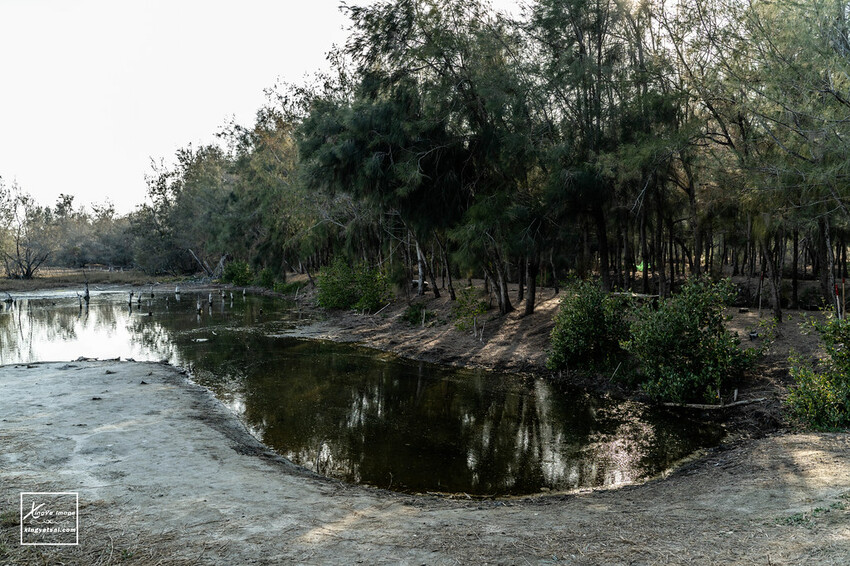 嘉義｜布袋景點【好美里水漾森林】第1920號保安林 / 夕陽的光影令人陶醉，一起深入絕美秘境吧！ | 快門下的幸福