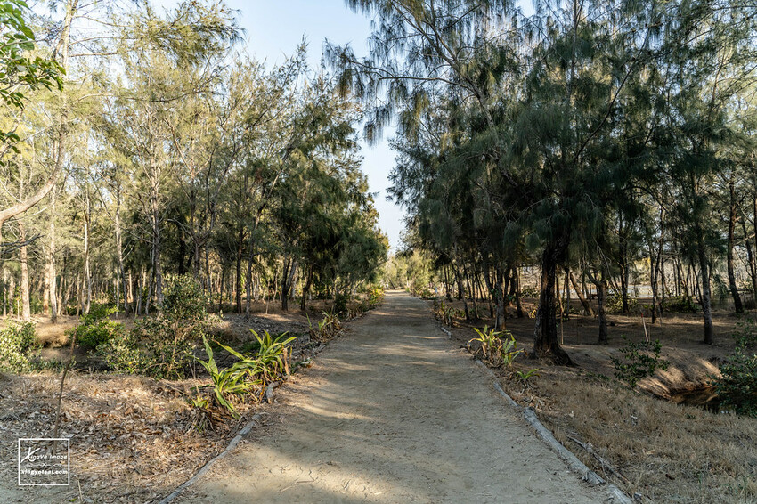 嘉義｜布袋景點【好美里水漾森林】第1920號保安林 / 夕陽的光影令人陶醉，一起深入絕美秘境吧！ | 快門下的幸福