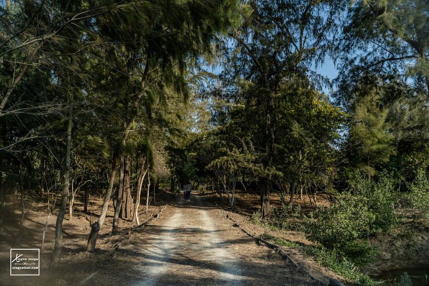 嘉義｜布袋景點【好美里水漾森林】第1920號保安林 / 夕陽的光影令人陶醉，一起深入絕美秘境吧！ | 快門下的幸福