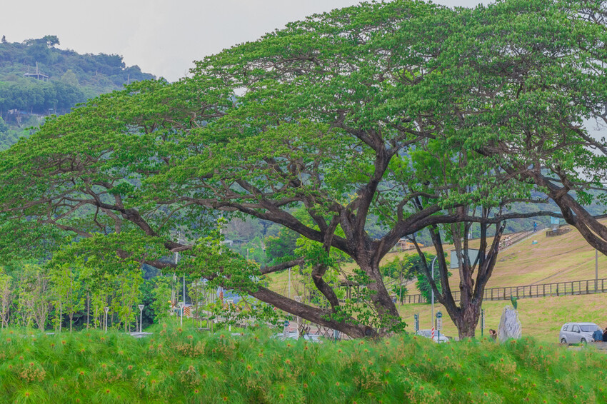 阿公店森林公園