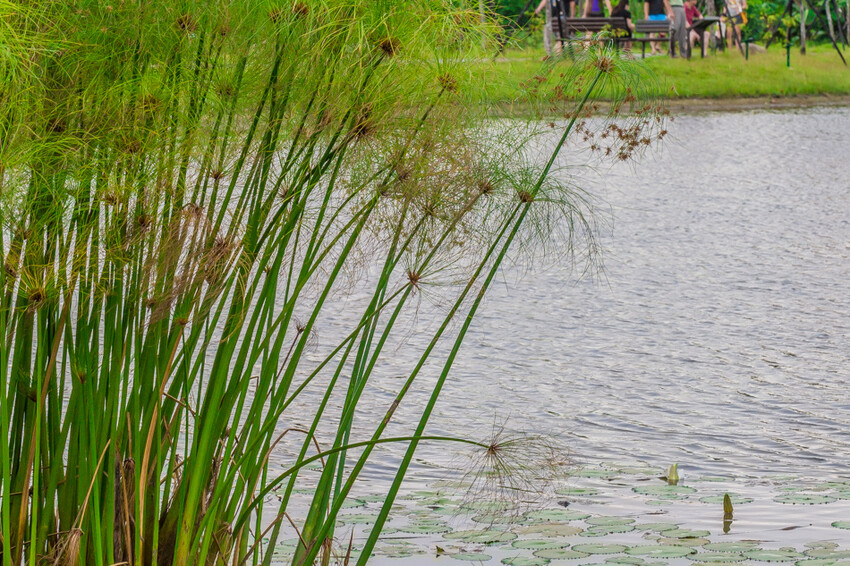 阿公店森林公園