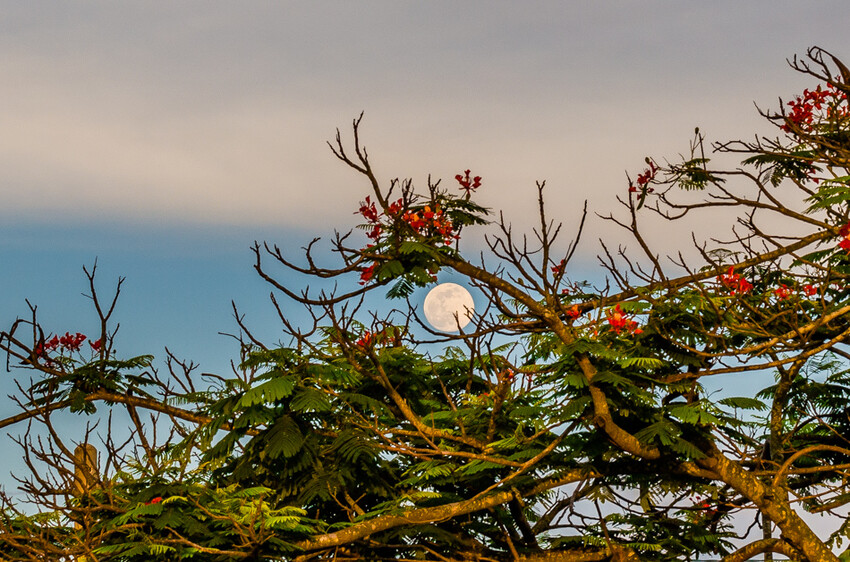 阿公店森林公園