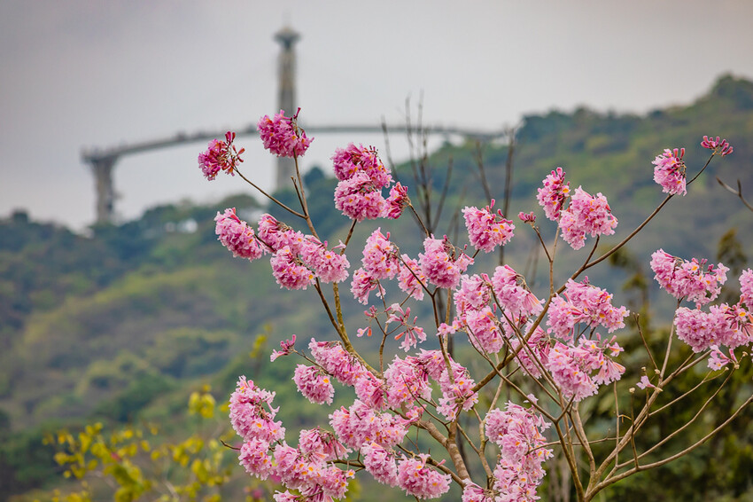 阿公店森林公園