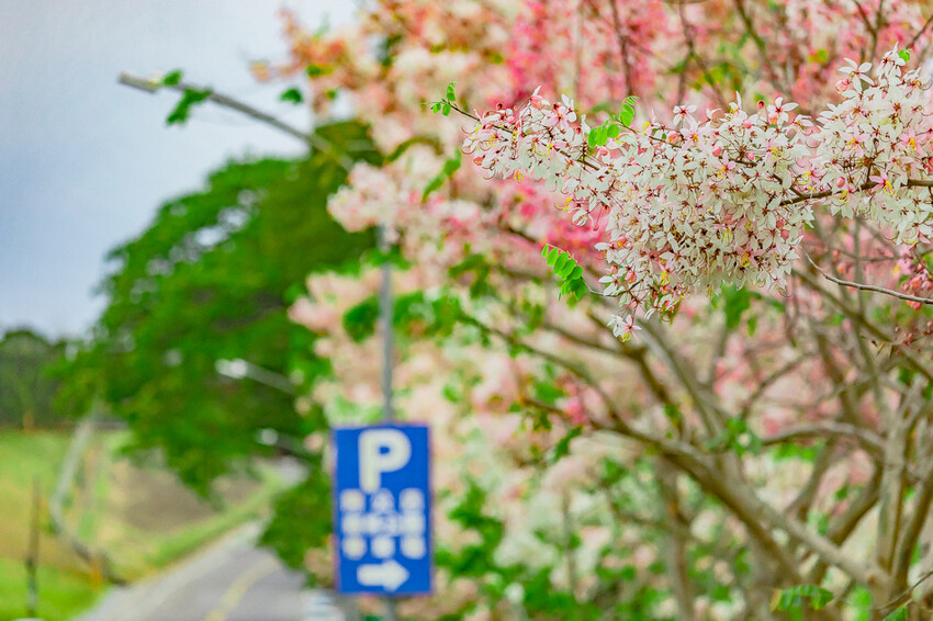 阿公店森林公園