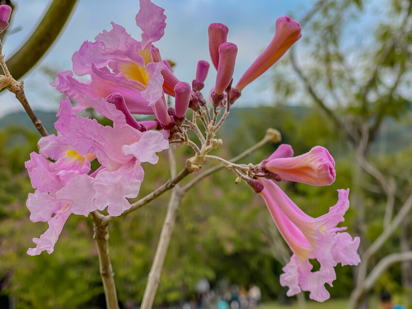阿公店森林公園