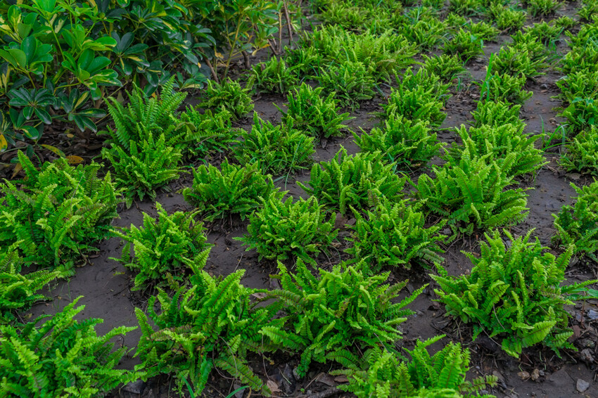 阿公店森林公園