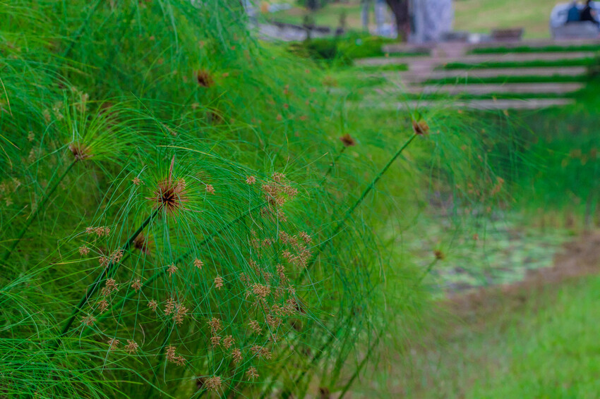 阿公店森林公園
