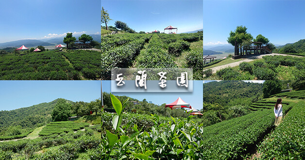 玉蘭茶園-01.jpg 玉蘭茶園-01.jpg