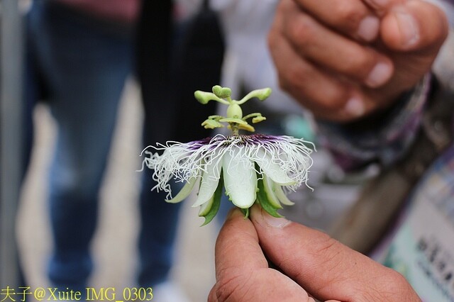 IMG_0303.jpg - 20230421 萬豐曲冰 IMG_0303.jpg - 20230421 萬豐曲冰