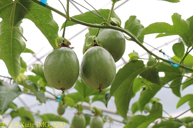 IMG_0290.jpg - 20230421 萬豐曲冰 IMG_0290.jpg - 20230421 萬豐曲冰