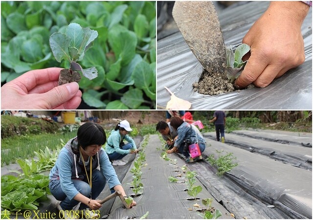 03081823.jpg - 20230421 萬豐曲冰 03081823.jpg - 20230421 萬豐曲冰