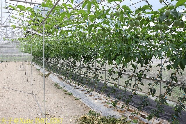 IMG_0287.jpg - 20230421 萬豐曲冰 IMG_0287.jpg - 20230421 萬豐曲冰