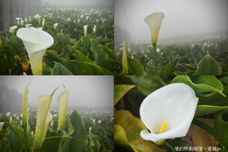 【2023竹子湖海芋季】 曹家花田香 花藝地景「獨旅．偶遇」穿和服拍美照 午茶甜點 繡球花即將登場 來一段浪漫的旅程吧 !