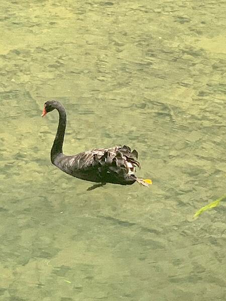 新北市烏來區景點推薦/新北烏來雲仙樂園一日遊/小型森林遊樂區/套票買起來經濟實惠、纜車、風味餐、射箭&漆