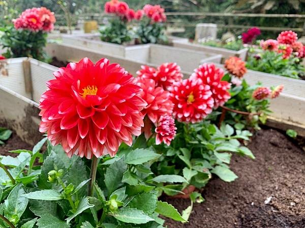 新北市烏來區景點推薦/新北烏來雲仙樂園一日遊/小型森林遊樂區/套票買起來經濟實惠、纜車、風味餐、射箭&漆