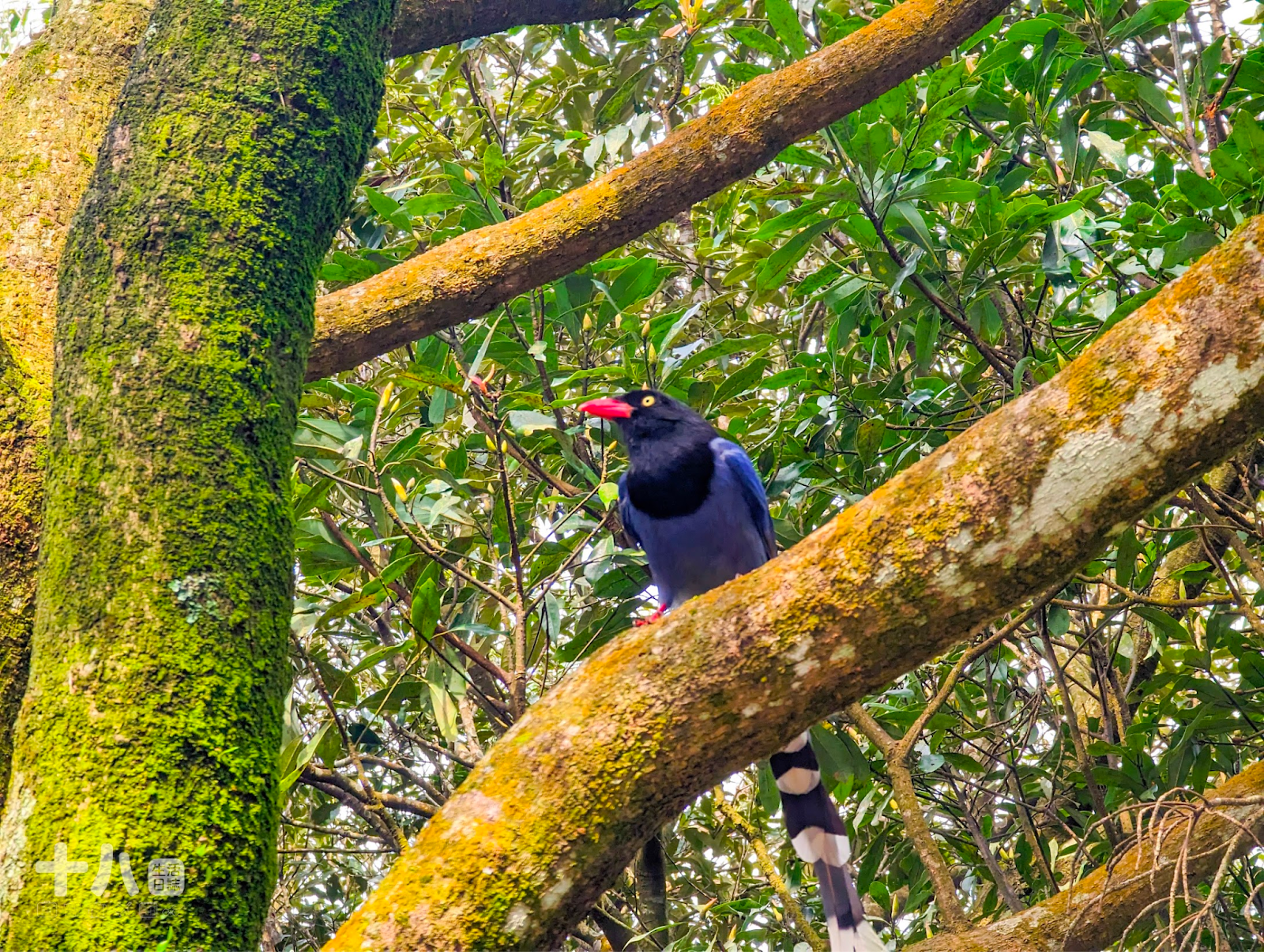 【台北旅遊】趣兒Chill:藍鵲菲菲|在陽明山上享受森活、遠眺台北夜景、體驗豪華露營一泊二食