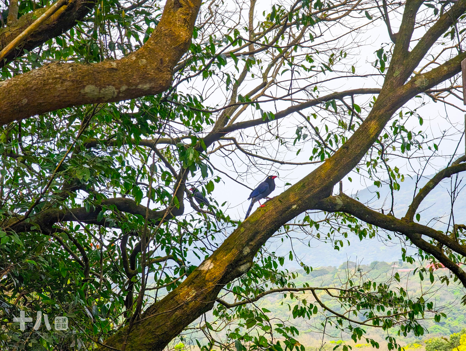 【台北旅遊】趣兒Chill:藍鵲菲菲|在陽明山上享受森活、遠眺台北夜景、體驗豪華露營一泊二食