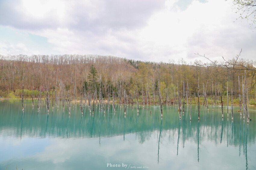 【北海道美瑛】白金青池自駕遊,蘋果桌布背景原來在這!休息站、停車場、交通、美食。
