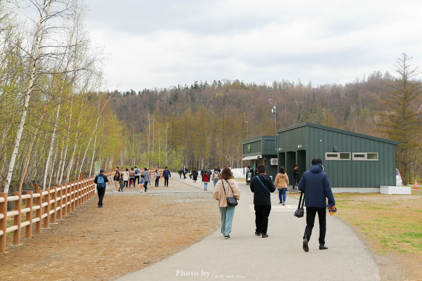 【北海道美瑛】白金青池自駕遊,蘋果桌布背景原來在這!休息站、停車場、交通、美食。