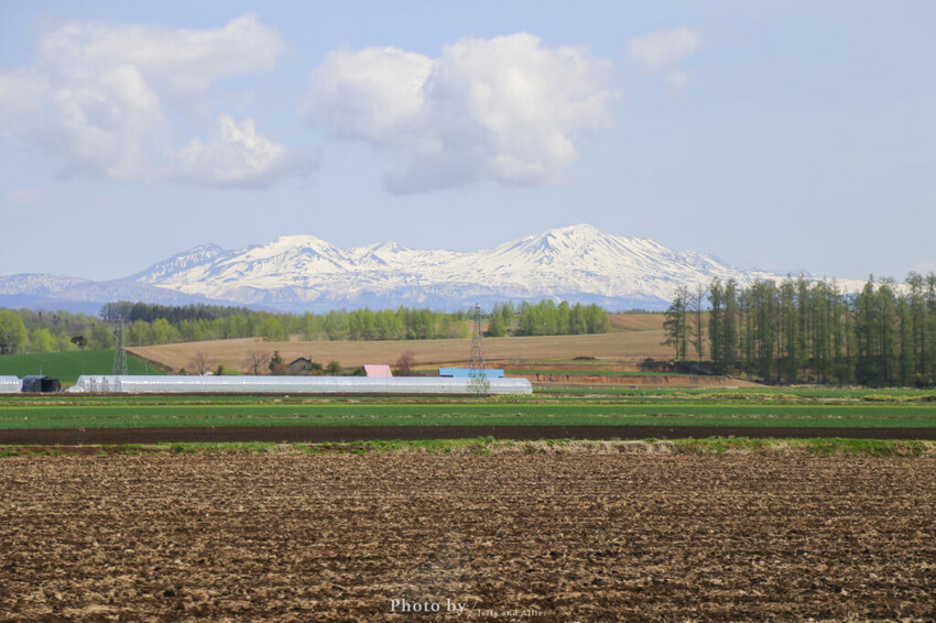 【北海道美瑛】白金青池自駕遊,蘋果桌布背景原來在這!休息站、停車場、交通、美食。