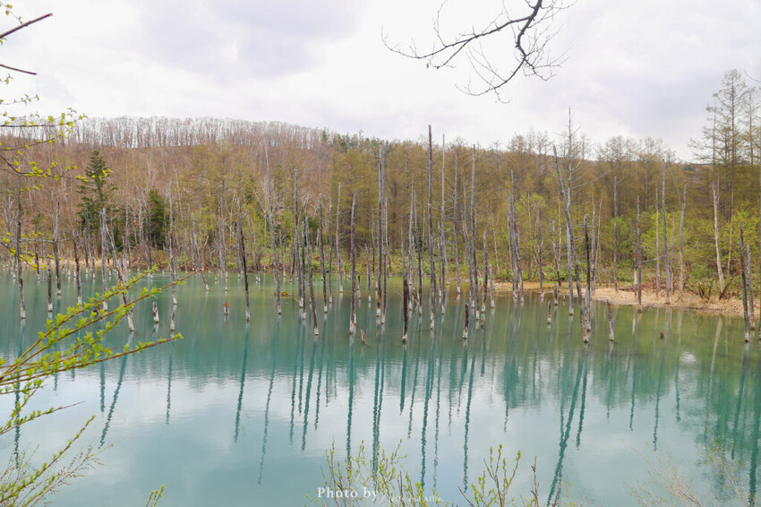 【北海道美瑛】白金青池自駕遊,蘋果桌布背景原來在這!休息站、停車場、交通、美食。