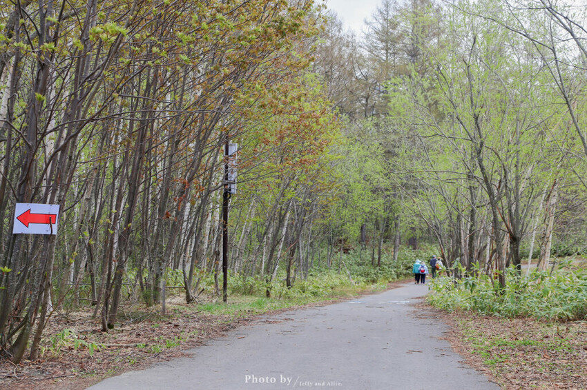 【北海道美瑛】白金青池自駕遊,蘋果桌布背景原來在這!休息站、停車場、交通、美食。