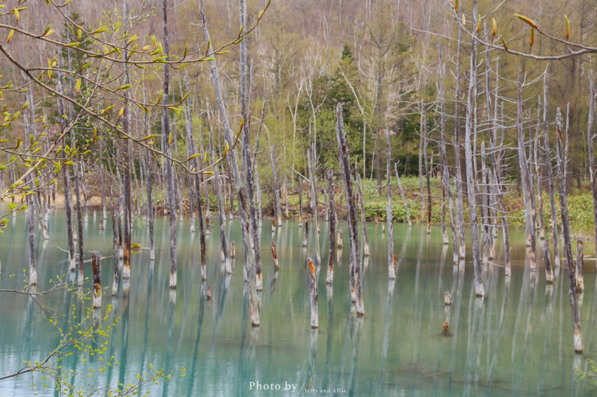 【北海道美瑛】白金青池自駕遊,蘋果桌布背景原來在這!休息站、停車場、交通、美食。
