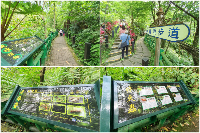 土城桐花公園賞螢