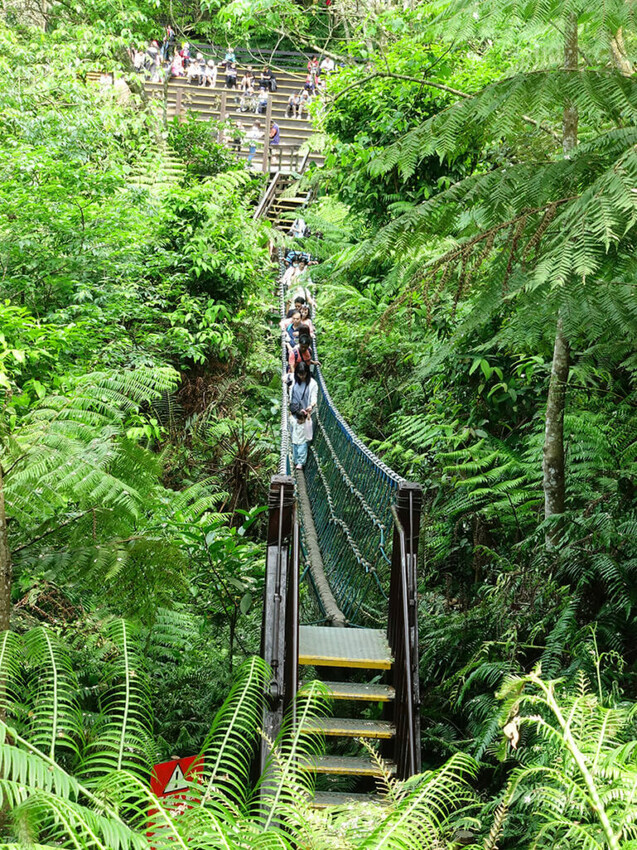 土城桐花公園絕美單人藍色三角吊橋