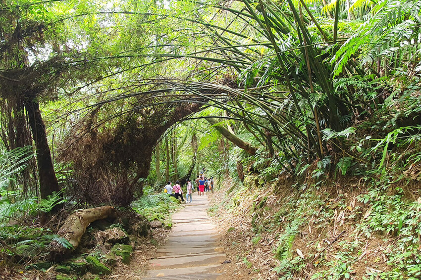 土城桐花公園賞螢