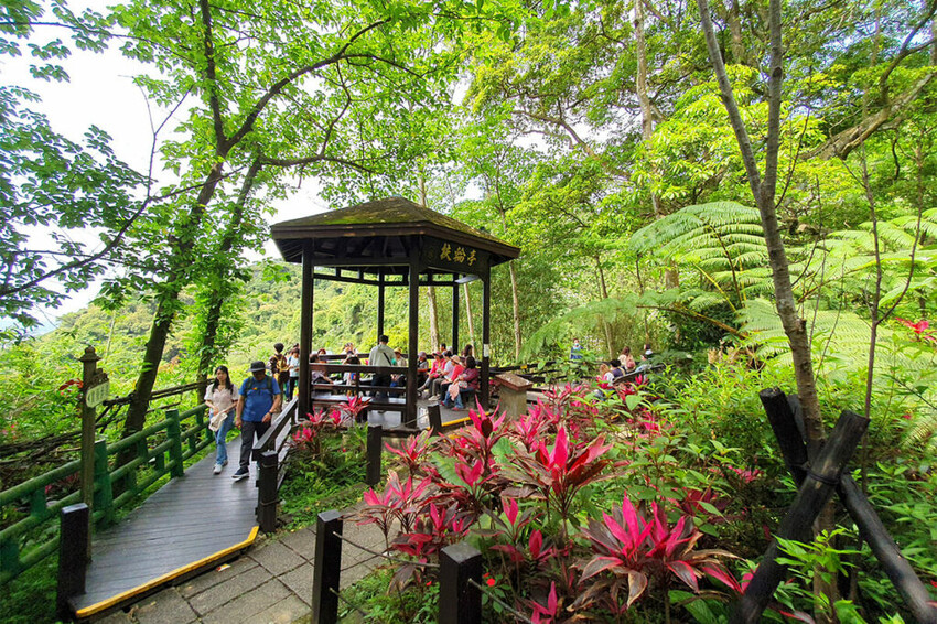 土城桐花公園賞螢