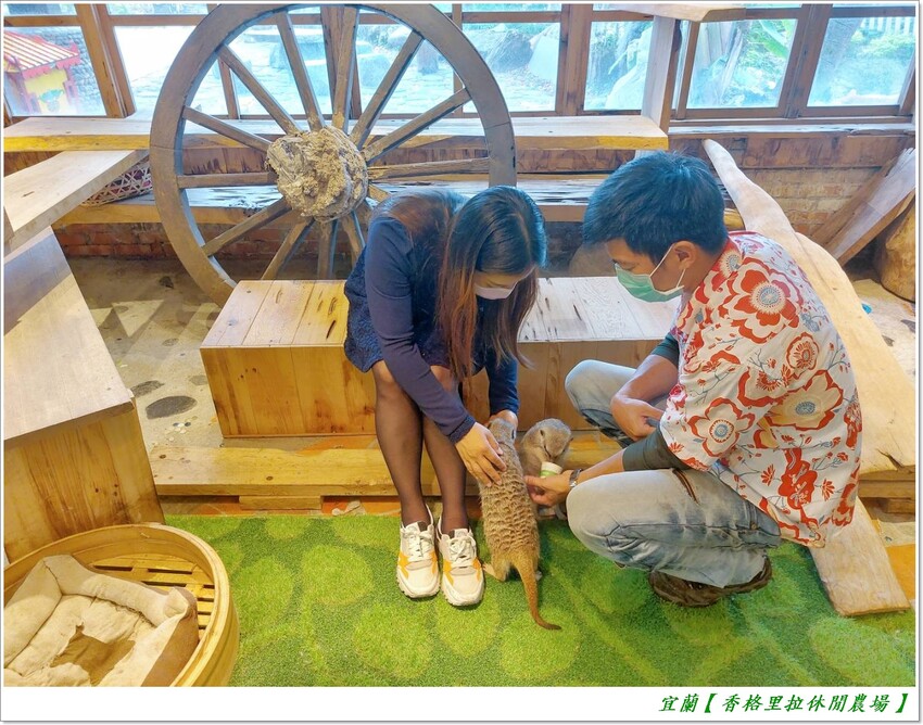 宜蘭【香格里拉休閒農場‧松羅館】田野採菜、狐獴互動餵食體驗、苔蘚生態瓶DIY、傳統童玩以及夜間民俗活動,好宿好玩又有特色餐點跟宵夜,快來入住好好暢玩一番!!