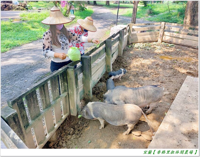 宜蘭【香格里拉休閒農場‧松羅館】田野採菜、狐獴互動餵食體驗、苔蘚生態瓶DIY、傳統童玩以及夜間民俗活動,好宿好玩又有特色餐點跟宵夜,快來入住好好暢玩一番!!