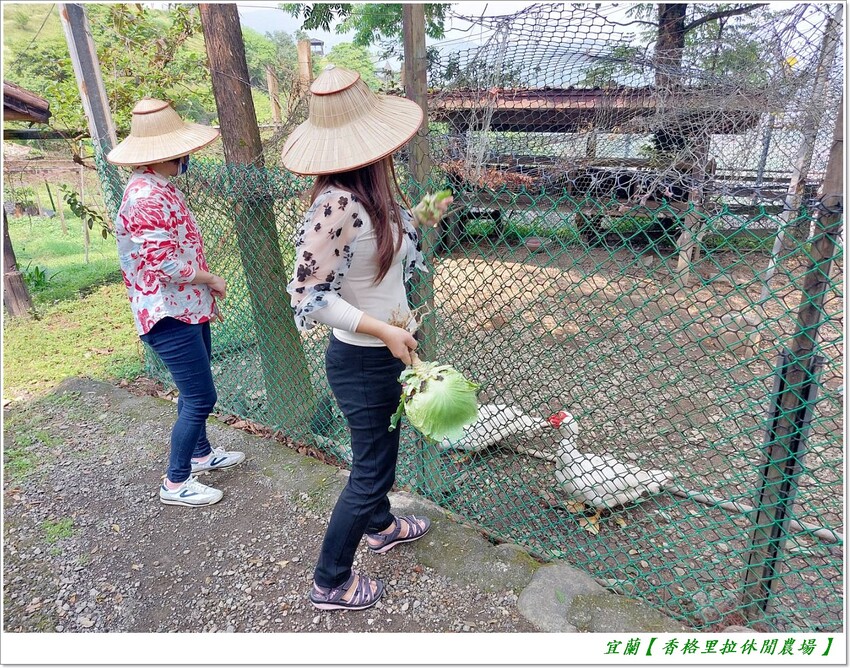 宜蘭【香格里拉休閒農場‧松羅館】田野採菜、狐獴互動餵食體驗、苔蘚生態瓶DIY、傳統童玩以及夜間民俗活動,好宿好玩又有特色餐點跟宵夜,快來入住好好暢玩一番!!