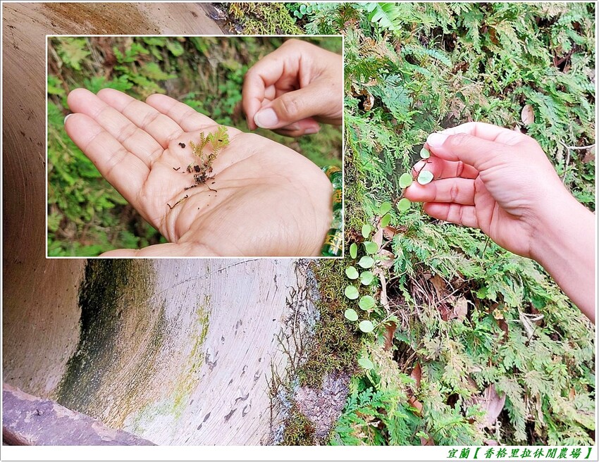 宜蘭【香格里拉休閒農場‧松羅館】田野採菜、狐獴互動餵食體驗、苔蘚生態瓶DIY、傳統童玩以及夜間民俗活動,好宿好玩又有特色餐點跟宵夜,快來入住好好暢玩一番!!