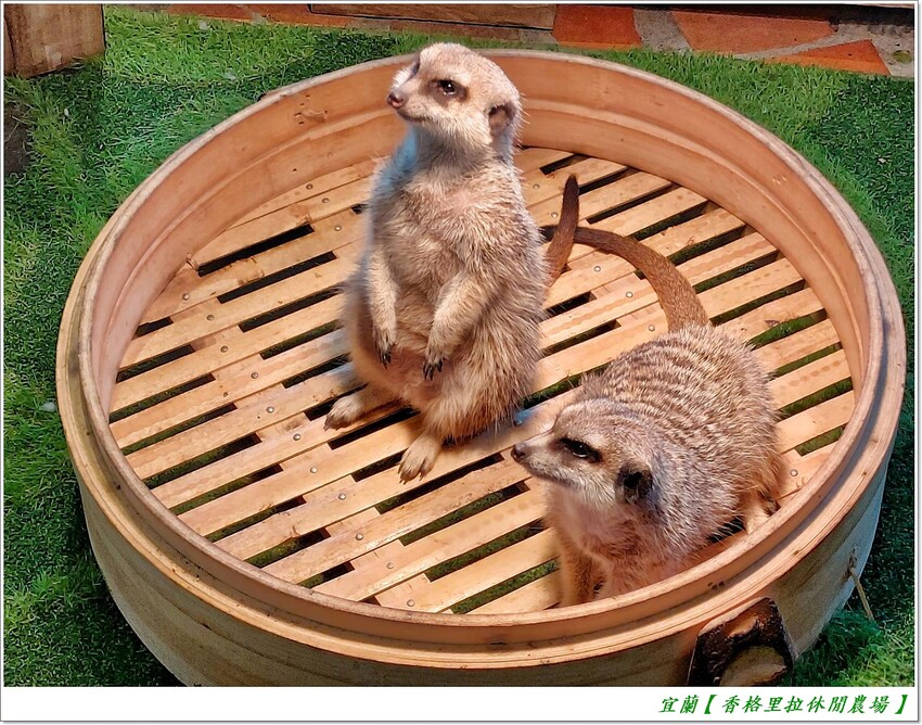 宜蘭【香格里拉休閒農場‧松羅館】田野採菜、狐獴互動餵食體驗、苔蘚生態瓶DIY、傳統童玩以及夜間民俗活動,好宿好玩又有特色餐點跟宵夜,快來入住好好暢玩一番!!