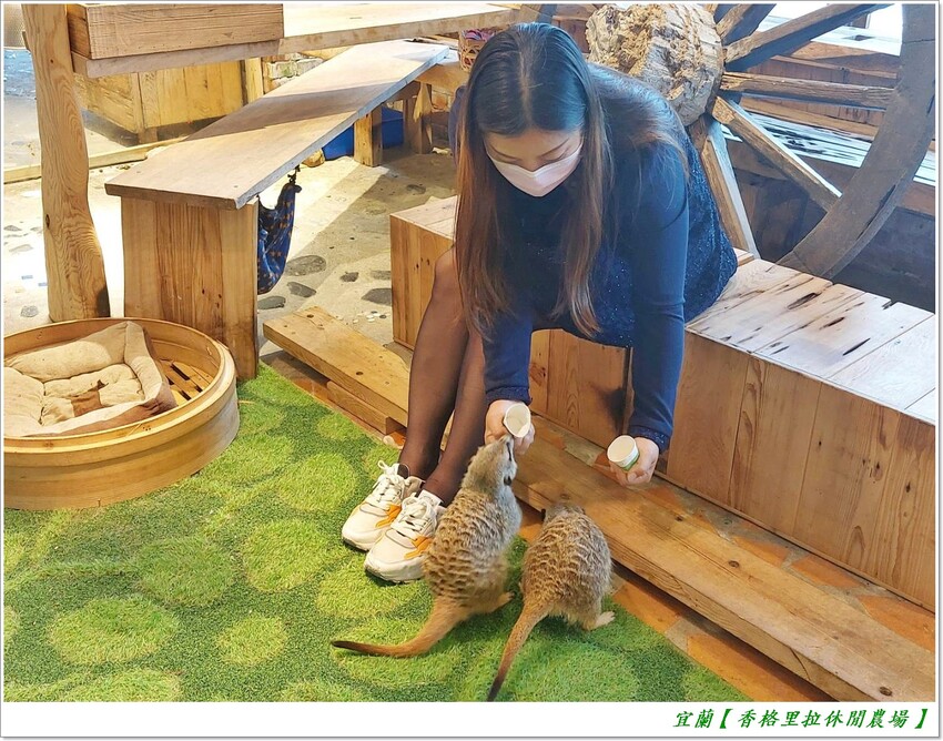 宜蘭【香格里拉休閒農場‧松羅館】田野採菜、狐獴互動餵食體驗、苔蘚生態瓶DIY、傳統童玩以及夜間民俗活動,好宿好玩又有特色餐點跟宵夜,快來入住好好暢玩一番!!