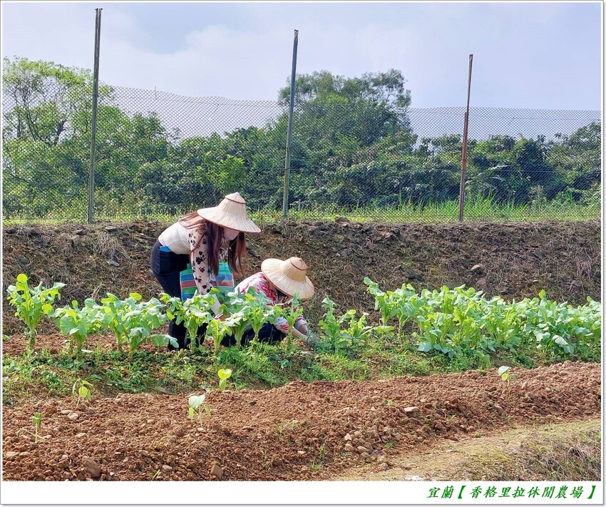 宜蘭【香格里拉休閒農場‧松羅館】田野採菜、狐獴互動餵食體驗、苔蘚生態瓶DIY、傳統童玩以及夜間民俗活動,好宿好玩又有特色餐點跟宵夜,快來入住好好暢玩一番!!