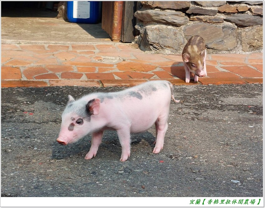 宜蘭【香格里拉休閒農場‧松羅館】田野採菜、狐獴互動餵食體驗、苔蘚生態瓶DIY、傳統童玩以及夜間民俗活動,好宿好玩又有特色餐點跟宵夜,快來入住好好暢玩一番!!